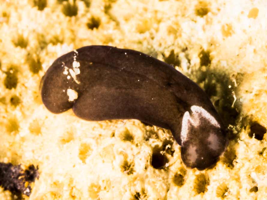 Phanerophthalmus albotriangulatus